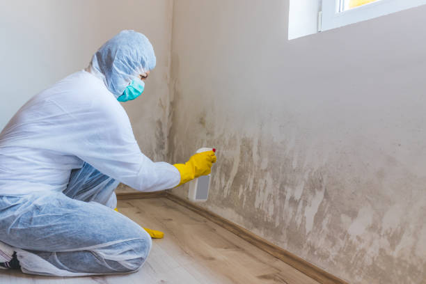 Professional mold removal team in South River